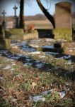 Śnieżyczka przebiśnieg na cmentarzu w Trzcinicy - 16 marca 2013